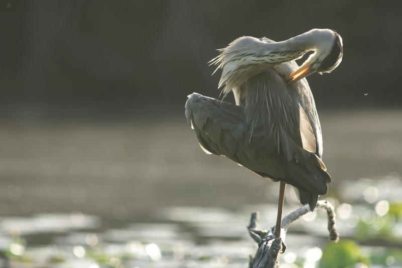 Entretien-du-plumage.jpg