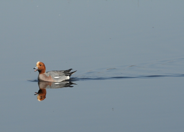 Canard siffleur siffle.JPG