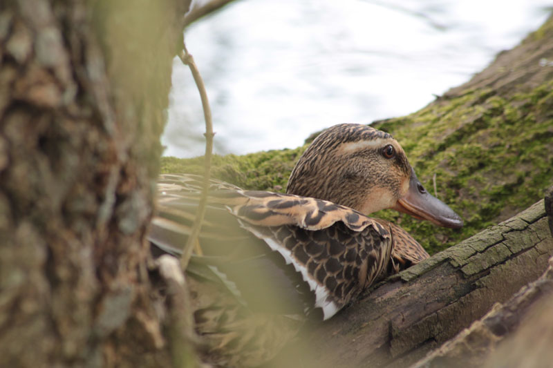 canne colvert sur son nid.jpg