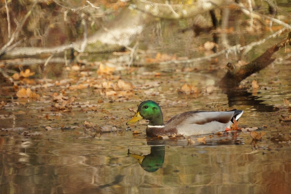 Colvert mâle.jpg