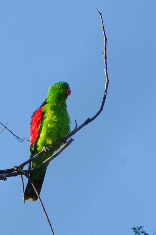 Perruche erythroptère AMGP0988.jpg