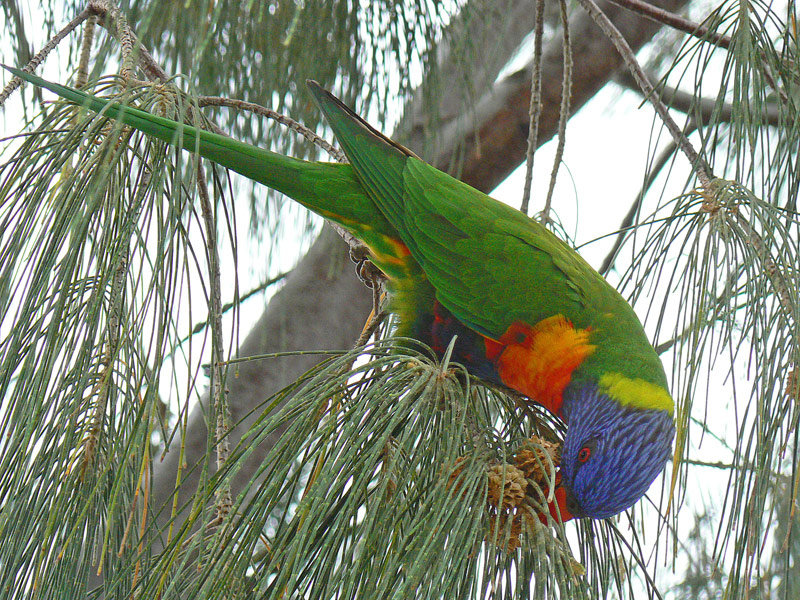 Loriquet à tête bleue P1130604.jpg