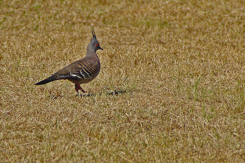 Colombine longupAMGP1737R.jpg