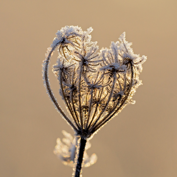 ombelle-de-cristal.jpg