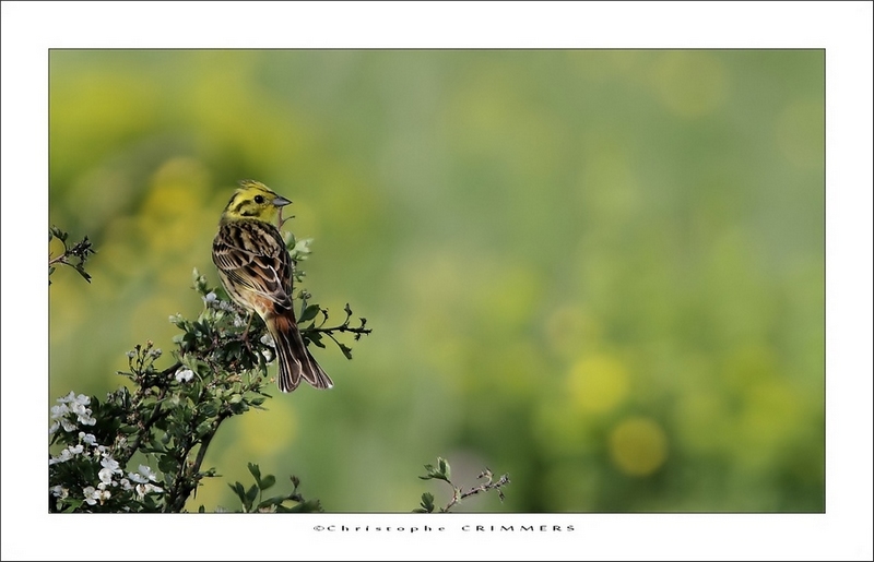 Bruant jaune3.jpg