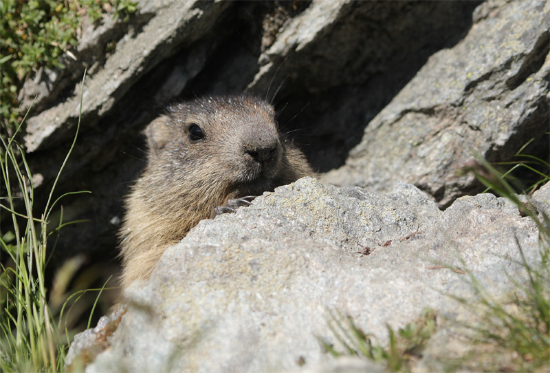 marmotton-16.06.12-80.jpg