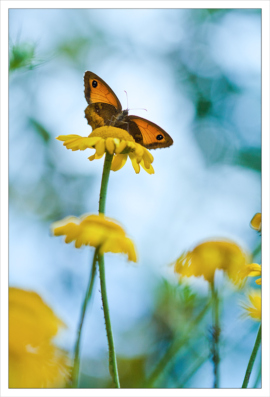 Papillon-&-fleur-jaune-(1)_.jpg