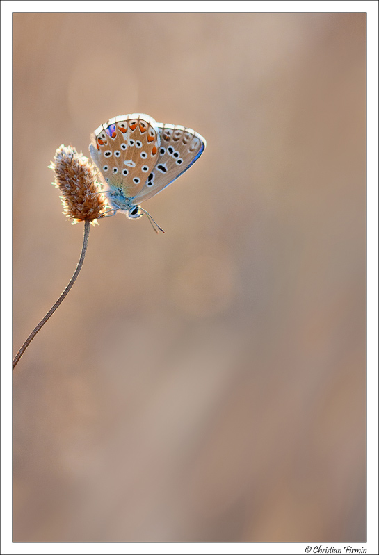Verdon-2012-Papillon-I-crop.jpg