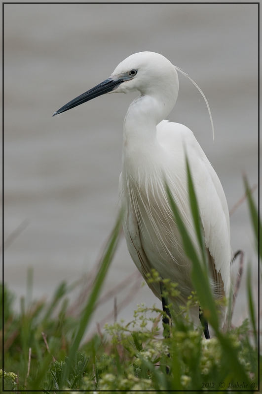 04_aigrette_garzette_IB_2012_055.jpg