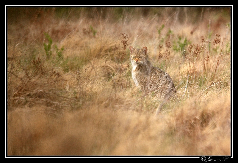 Chat forestier_26.04.12_Copyright Jeanney.Patrice-0002.JPG