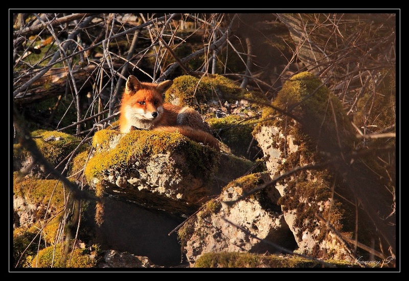 Renard roux_16.03.12_Copyright Jeanney.Patrice-0009.JPG