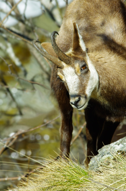 portrait-chamois.jpg