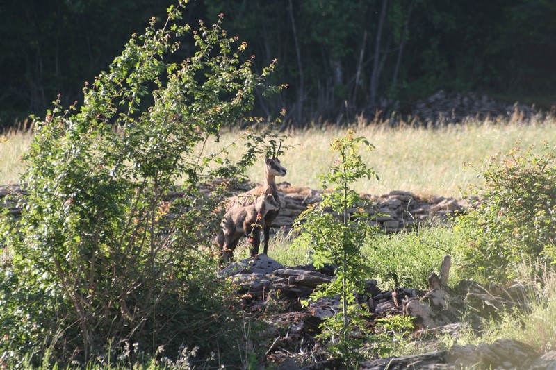 chamois juin 2012 (2).JPG