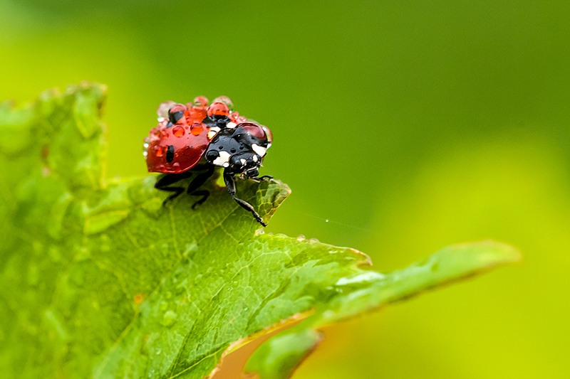 coccinelle waterproef_01.JPG