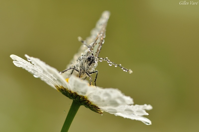 Papillon(800px).jpg