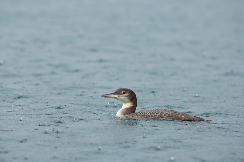 plongeon sous la pluieI&N.jpg