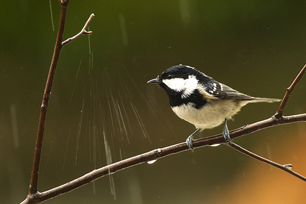 Mésange noire c1.jpg