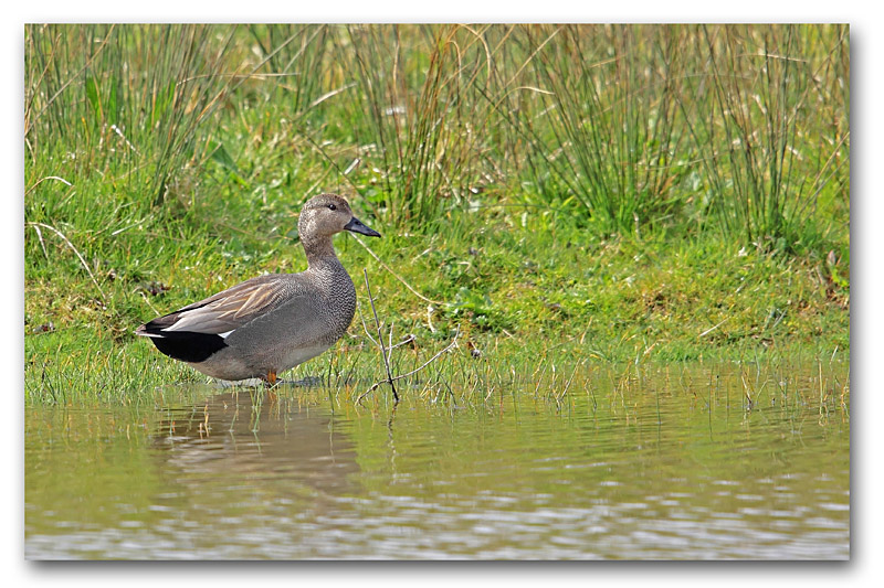 canard chipeau M 13 copie.jpg