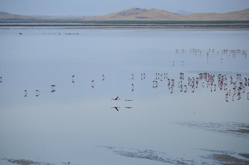 2012.08.14 23 Flamands roses.jpg