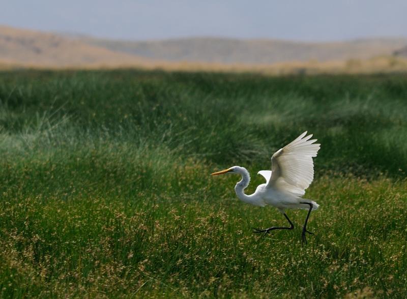 17-2012.08.14 38 Grande aigrette.jpg