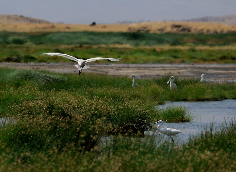 18-2012.08.14 39 Spatules africaines et aigrette garzette.jpg