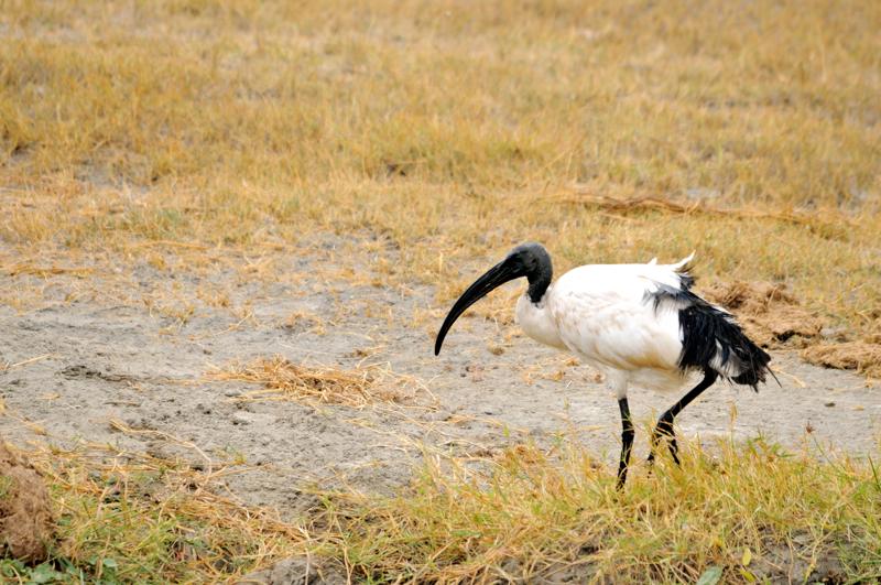 58-2012.08.17 23 Ibis sacré.jpg