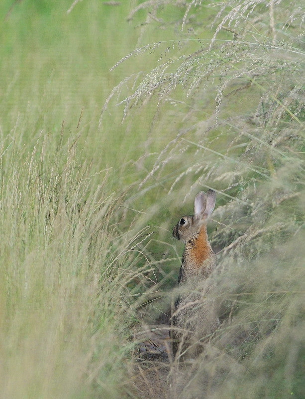 lapin de garenne A.jpg