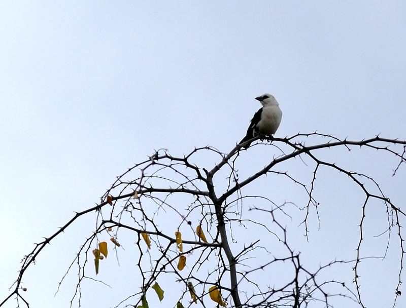 82-2012.08.18 85 Alecto à tête blanche.jpg