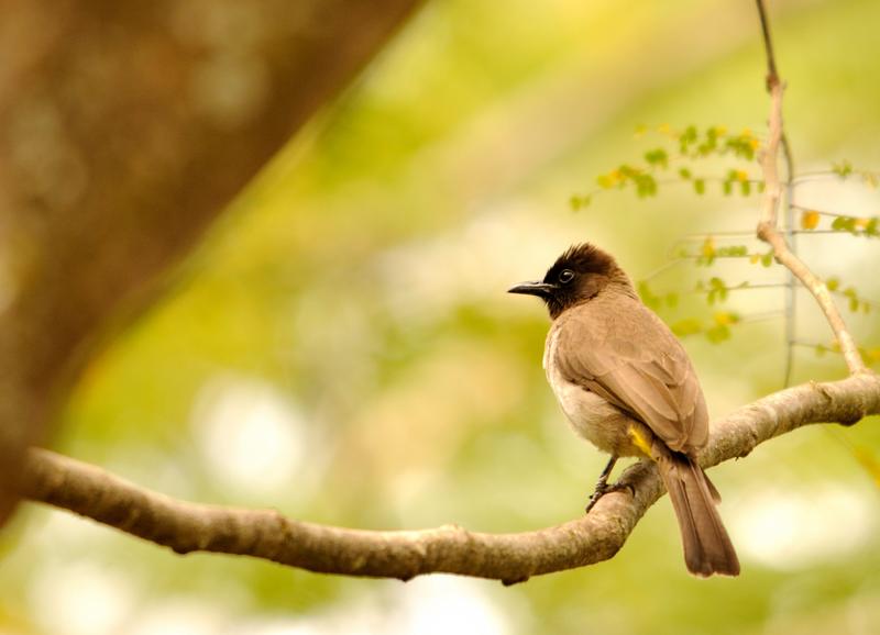 85-2012.08.19 18 Bulbul de Dodson.jpg