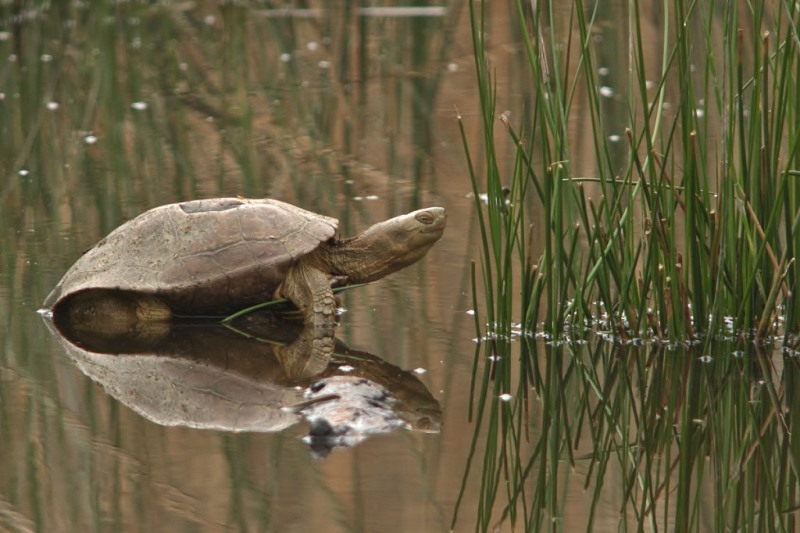 tortue sp LT.jpg