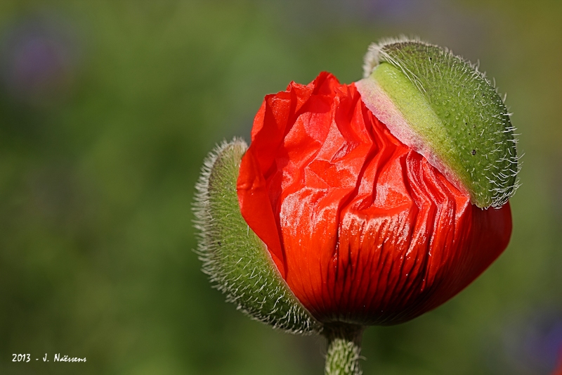 20130602_coquelicot_0056_w.jpg