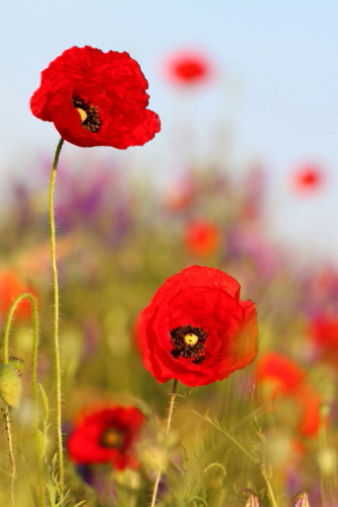 IMG_5231 coquelicots.JPG