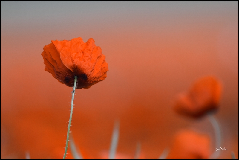 coquelicot nostalgique0001.JPG