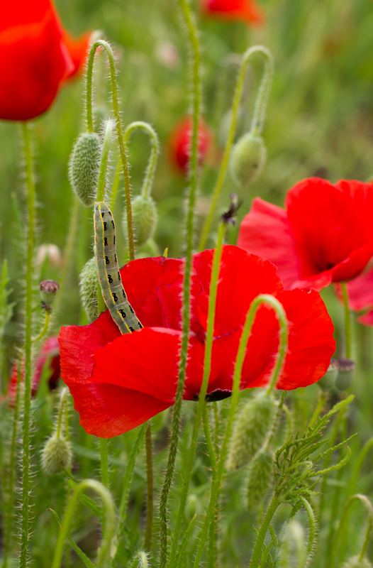 coquelicot_2.jpg