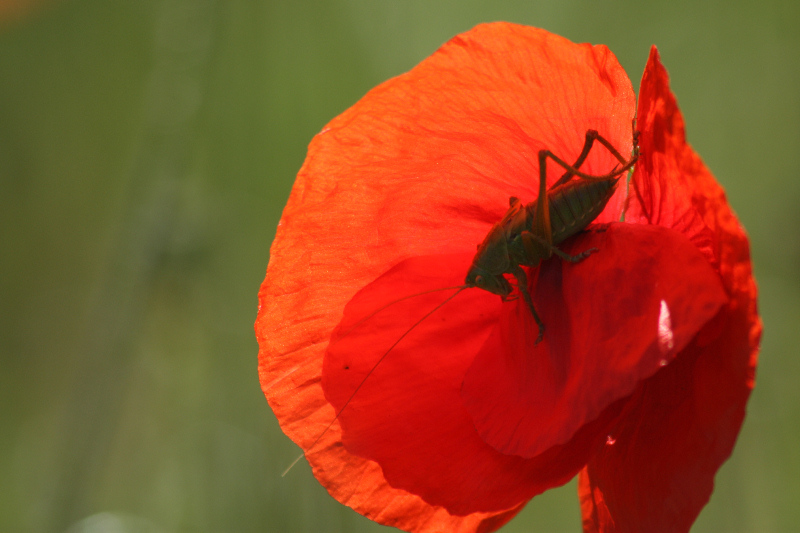 Coquelicot 2.jpg