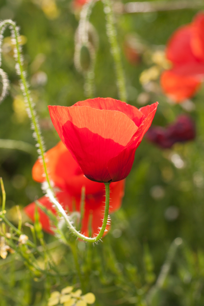 coquelicot2.jpg