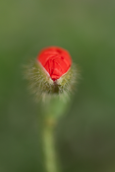 coquelicot3.jpg