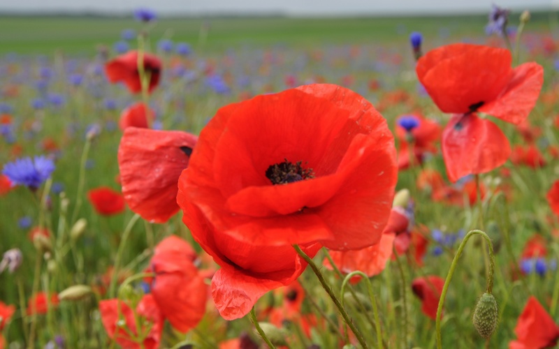 coquelicots - Copie.jpg