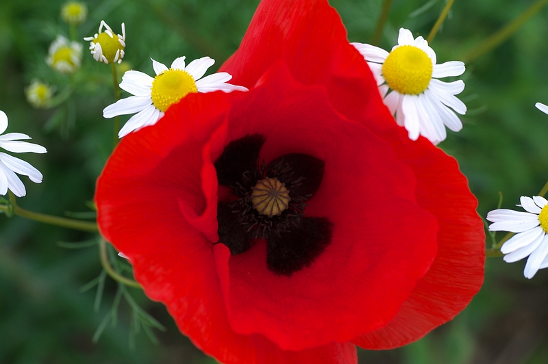 rb_coquelicots_0996.JPG