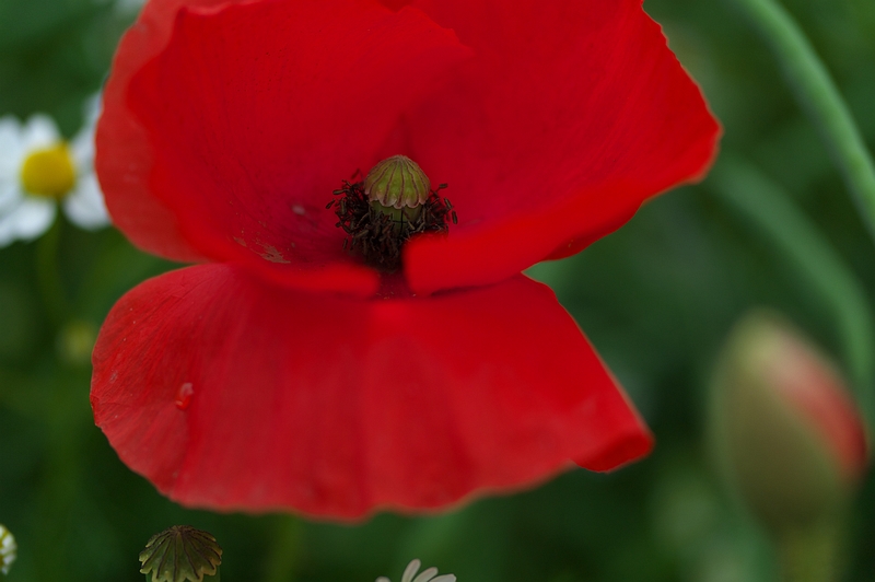 rb_coquelicots_1000.JPG