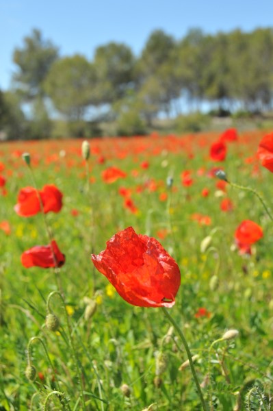 FaR 3 coquelicots in.JPG