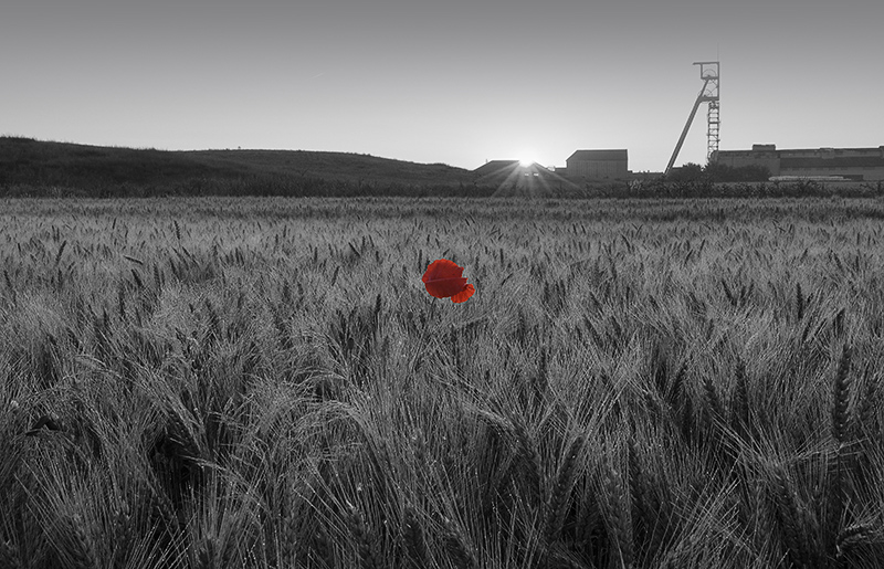 coquelicot minier.jpg