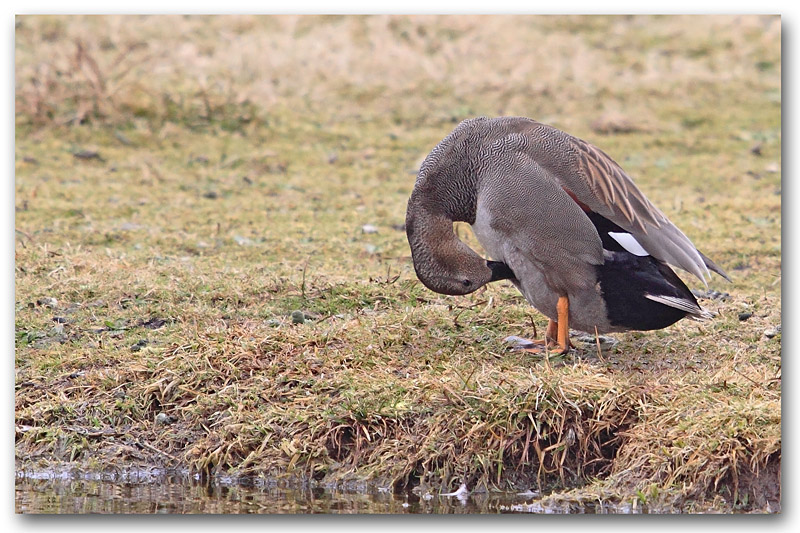 canard chipeau M 9 copie.jpg