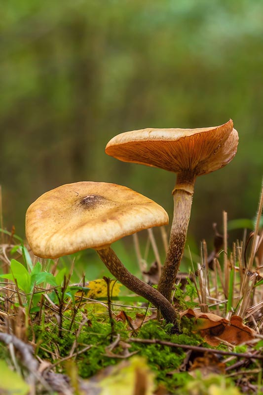 Couples de champignons 2.jpg