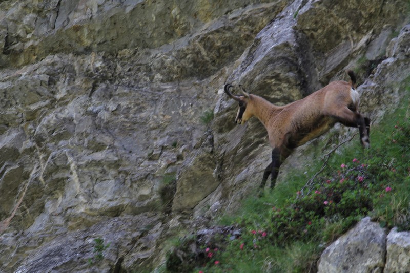 chamois1.JPG