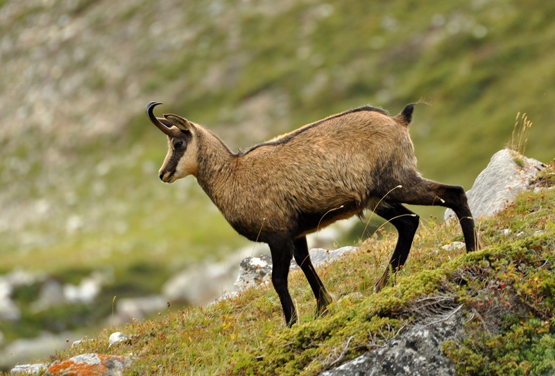 Chamois.jpg