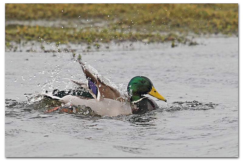 canard colvert bain 1 copie.jpg