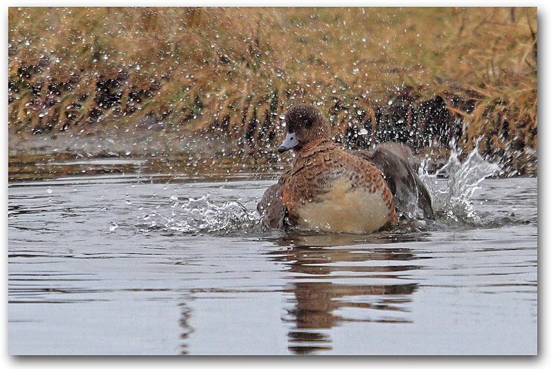 canard siffleur F 1 copie.jpg