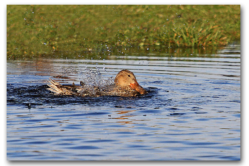 Canard souchet F bain 1 copie.jpg