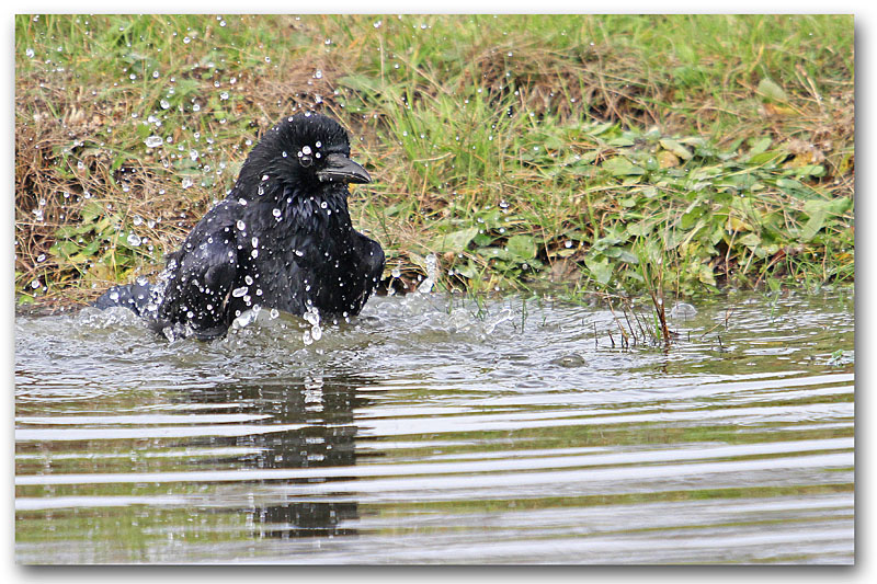 Corneille noire 17 copie.jpg